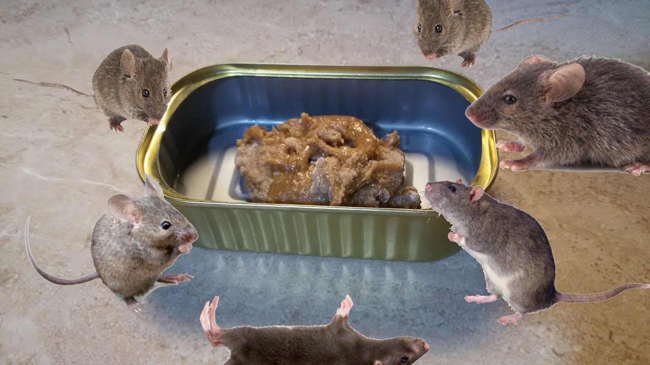 الخلطة القاضية على الفئران في المنزل بزبدة الفول السوداني