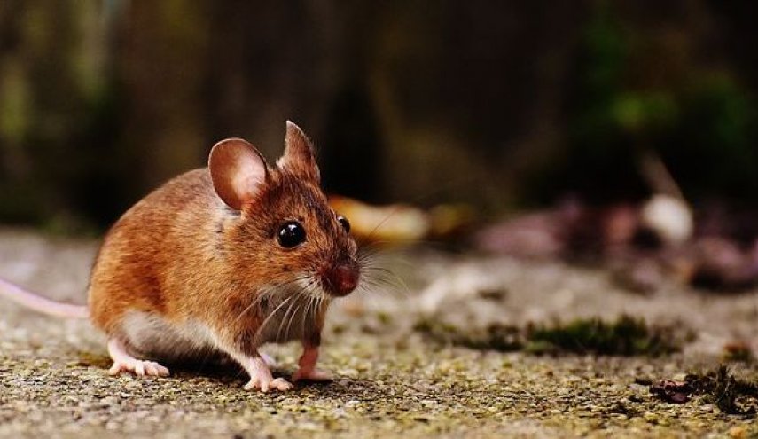 "هانتا" فيروس جديد تسببه الفئران يقتل شخصا في الصين