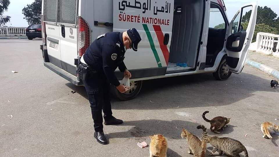 موقف انساني..الشرطة المغربية تطعم قطط الشوارع