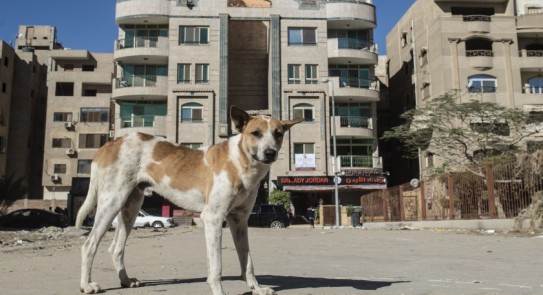 عضة كلب تودي بحياة طفلة بمدينة خريبكة