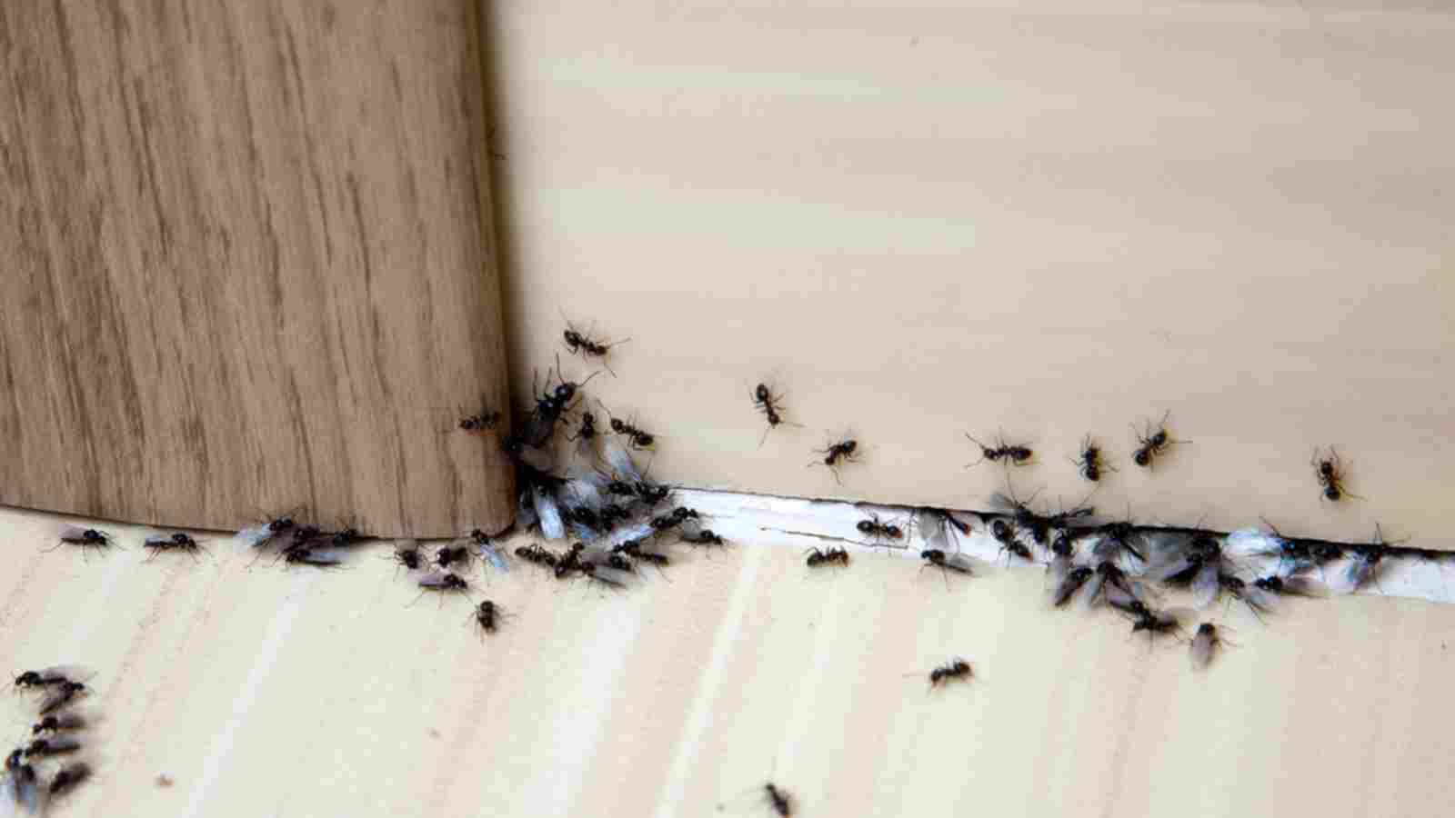 خلطات طبيعية للتخلص من النمل بالفازلين والزيوت العطرية