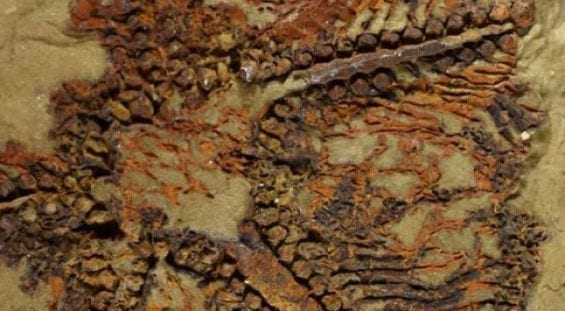 العثور على أقدم نجم بحر أحفورى فى المغرب يعود تاريخه إلى 480 مليون عام