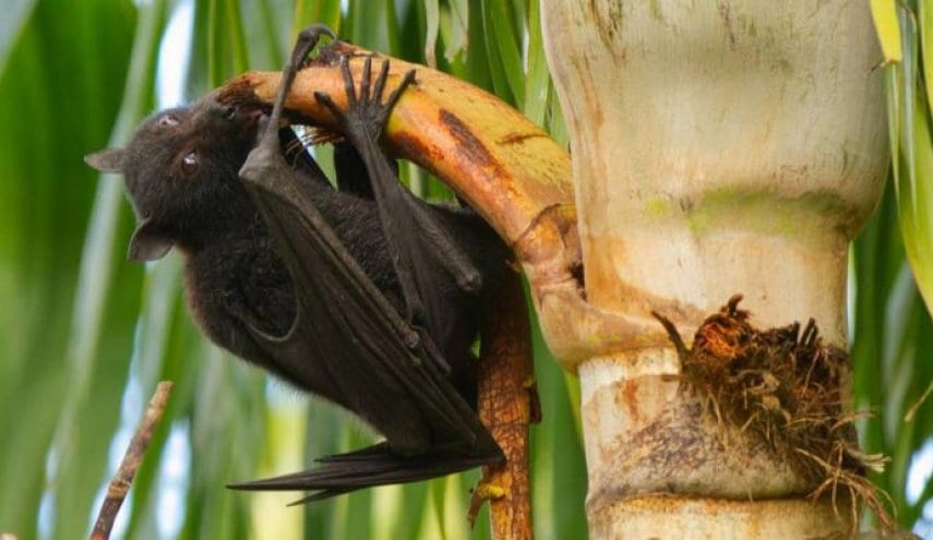 نيباه فيروس جديد فتاك ينتشر في الصين مصدره خفافيش الفاكهة