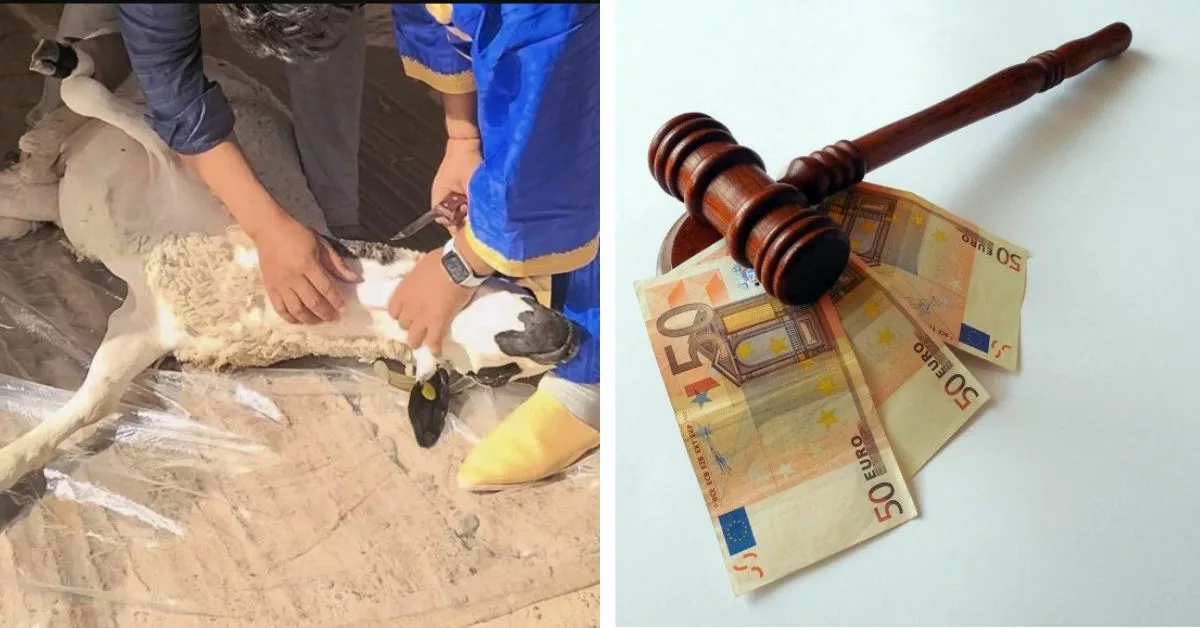 خبراء في القانون بخصوص خبر فرض الغرامة على الذبح :"لا جريمة ولا عقوبة إلا بنص"