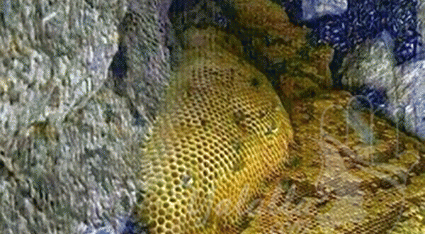 اكتشاف واد من العسل المصفى في احد جبال اليمن_فيديو