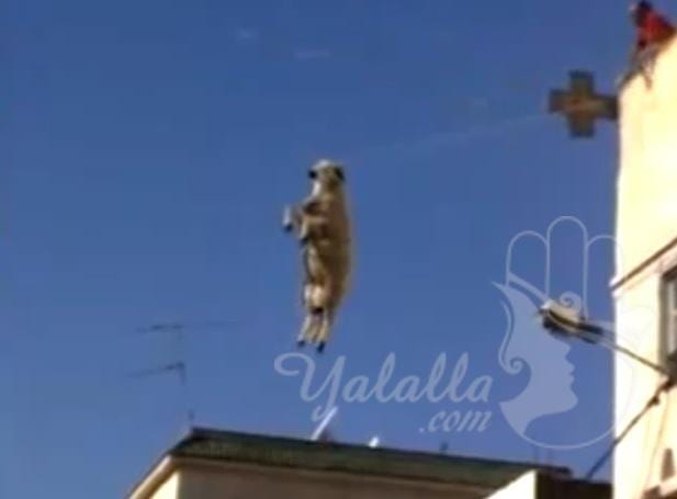 فيديو خروف يقفز من السطح ليصبح عالقا في سلك الكهرباء...هل سيتم انقاذه؟