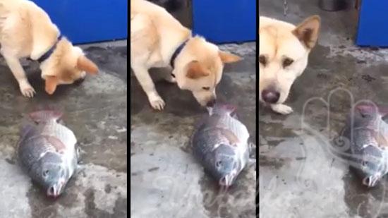 فيديو يعجز اللسان عن وصفه...كلب يحاول انقاذ سمكة وهذا ما فعله
