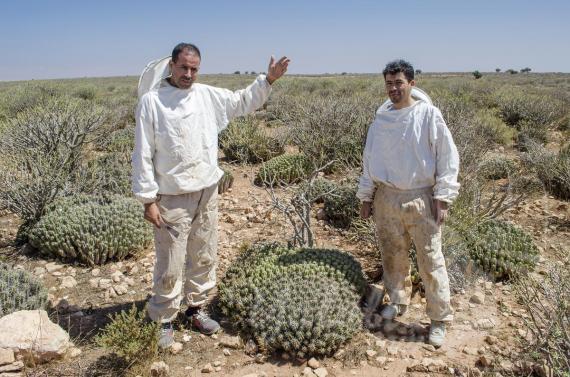 مهم...هذه هي النباتات التي يستخرج منها عسل الصحراء المقدس في المغرب