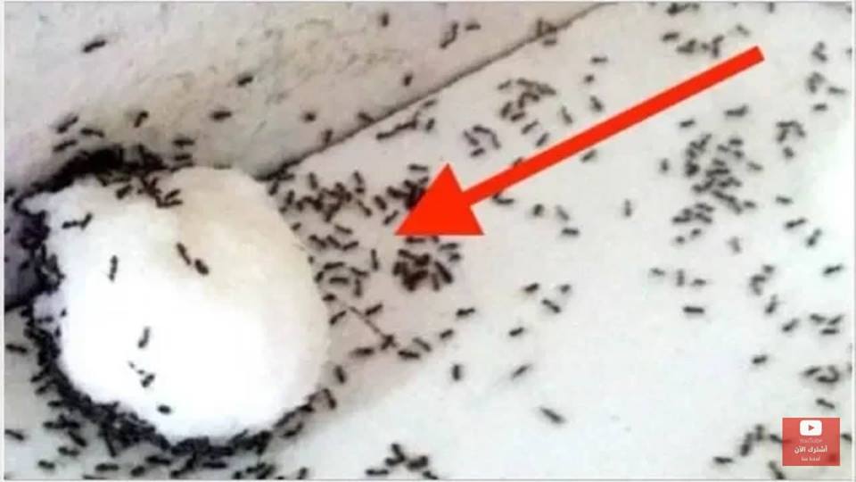 حيلة بسيطة للتخلص من النمل في المطبخ بدون رجعة في دقيقتين فقط