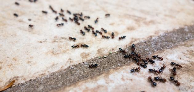 وصفة ستخلصك نهائيا من النمل بالمنزل مع ضمان عدم عودته مجربة علميا وبدون رائحة