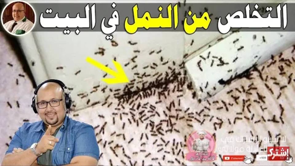 حيلة بسيطة وفعالة تخلصك من النمل نهائيا مع الدكتور عماد ميزاب